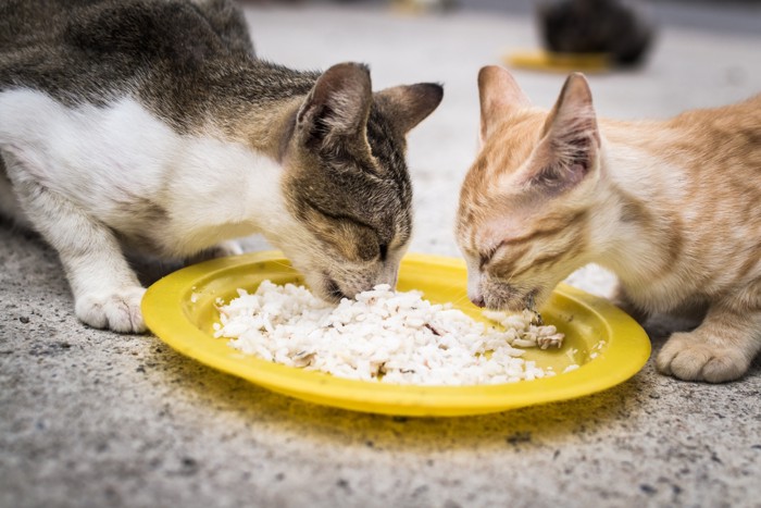 餌を食べる野良猫