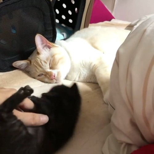 寝ている成猫