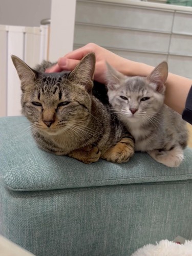 なでられる2匹の猫