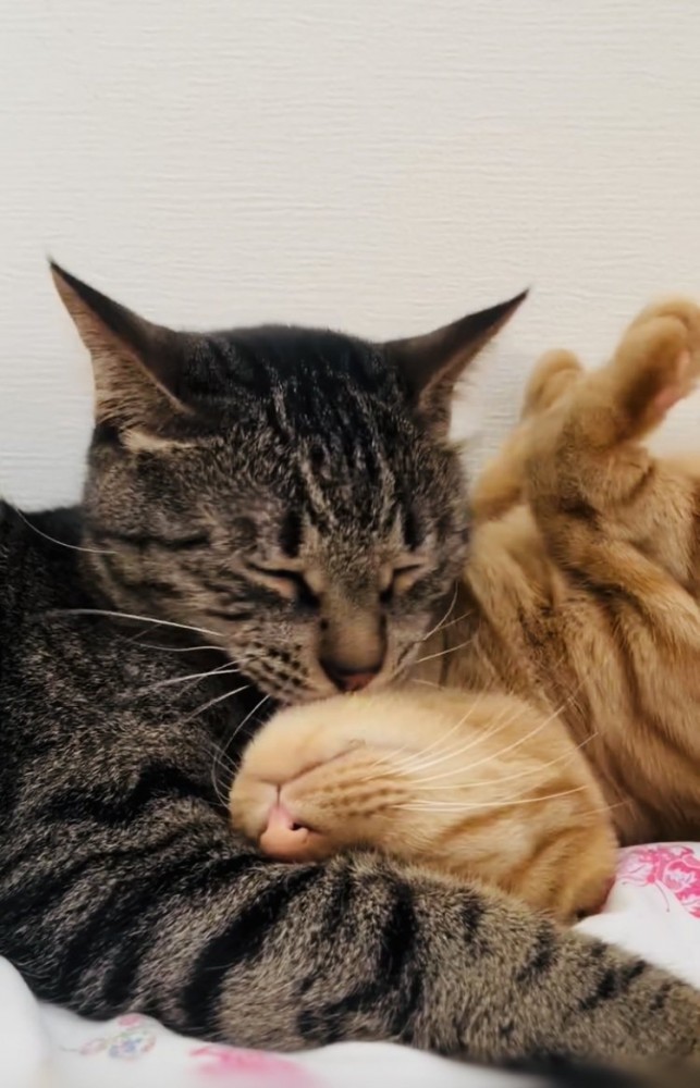 茶トラ猫をグルーミングするキジトラ猫