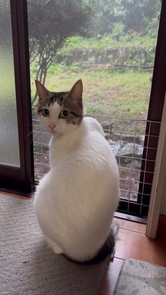 振り向く猫