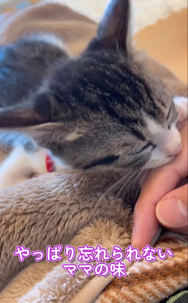 指吸いする子猫