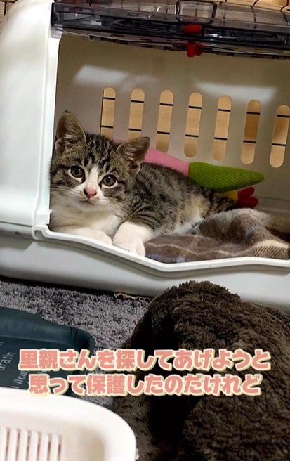 ケージの中で横たわる子猫