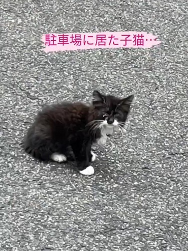 外にいる子猫