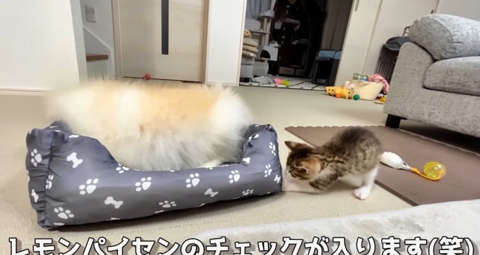 ベッドの中の犬