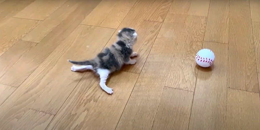 前進する赤ちゃん猫