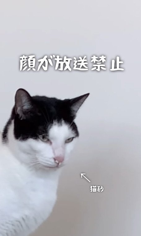 猫砂なんて気にしない猫