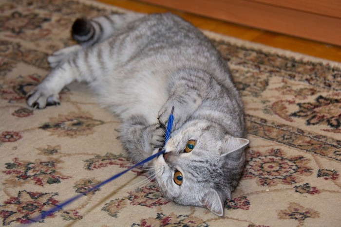 紐を噛んで引っ張る猫
