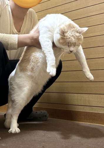 男性に脇腹を持たれている猫