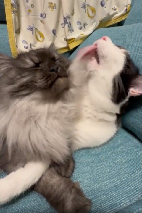 長毛を毛づくろいする猫