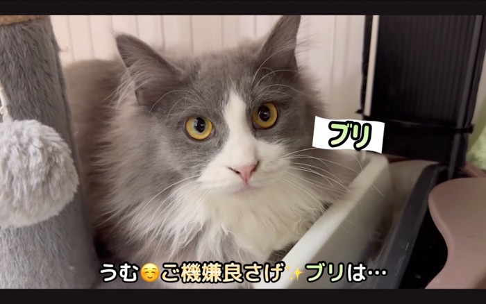 長毛の猫