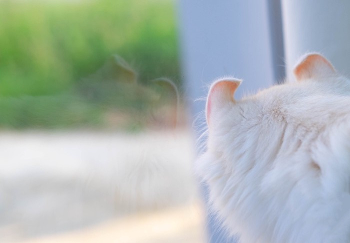 カールした猫の耳のアップ