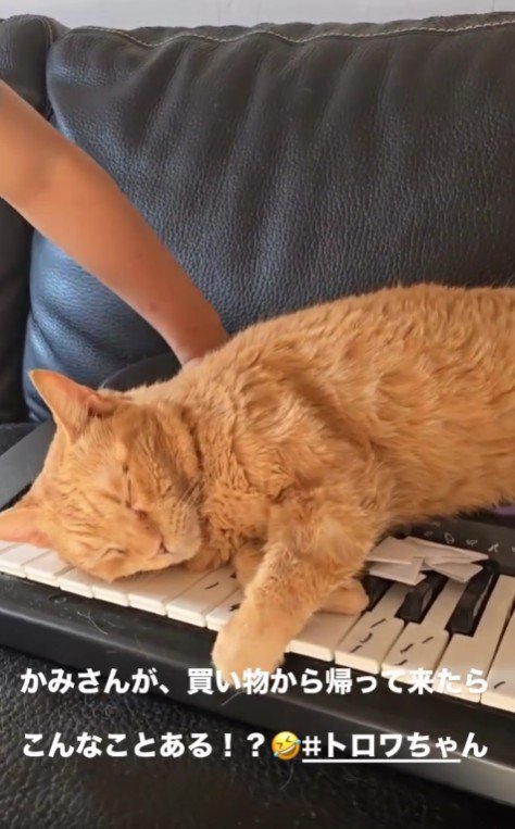 ソファで寝る猫