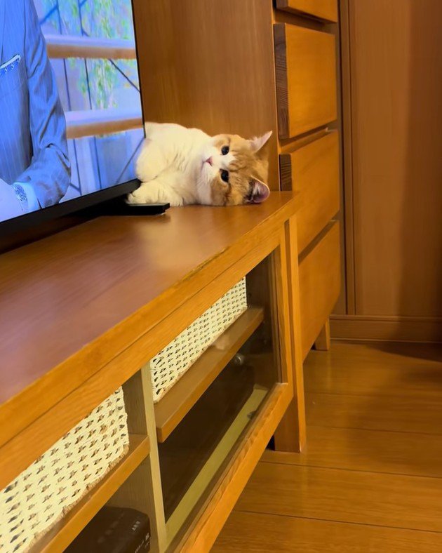 テレビの横から顔を出す子猫