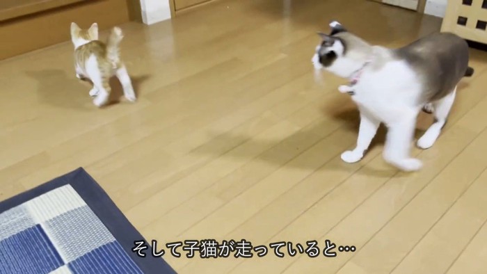 遊ぶ子猫と立ち上がる猫