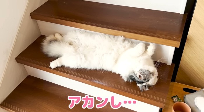 くつろぐ猫