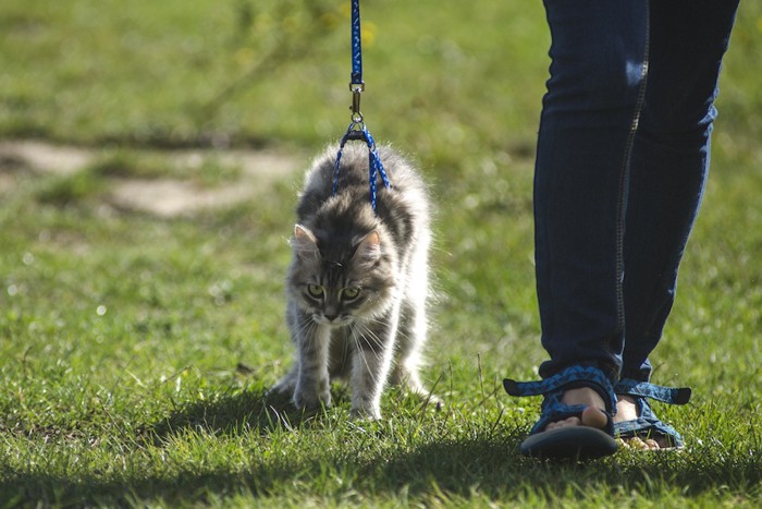 歩くのを嫌がるハーネスをつけた猫