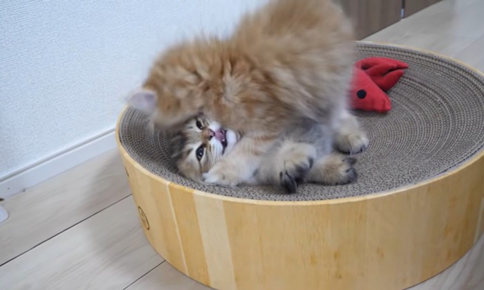襲われてる猫