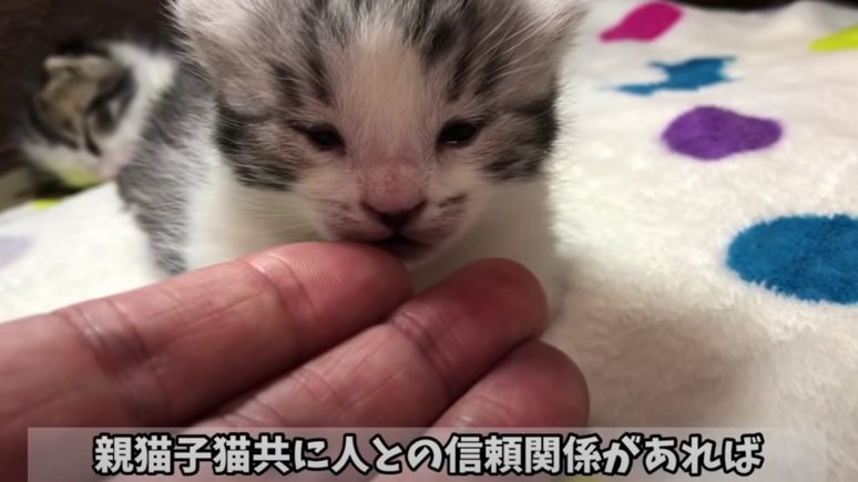 匂いを嗅いで落ち着く子猫