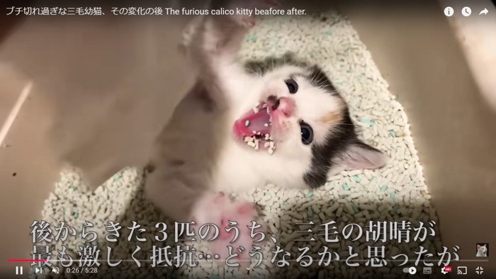 トイレで暴れる猫3