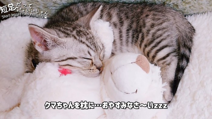 くまのぬいぐるみに頭を乗せて寝る子猫