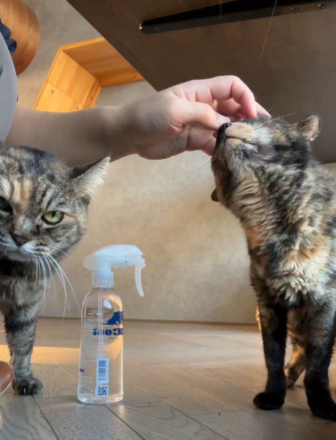 撫でられるサビ猫