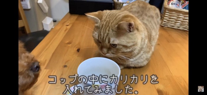 香箱座りする猫