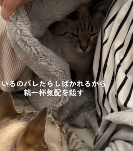 気配を消す猫