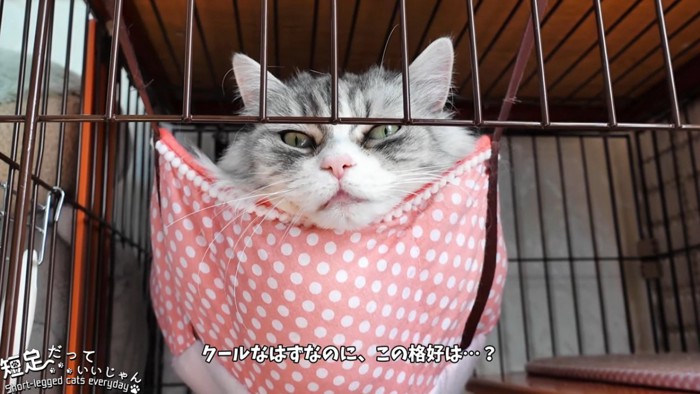 ハンモックに入る猫