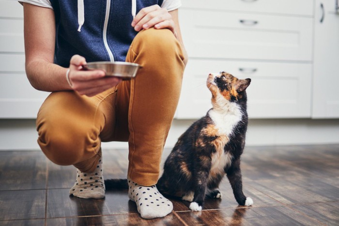 食器を手に持つ飼い主を見上げる猫