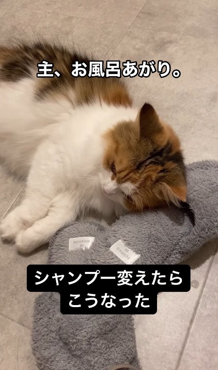 スリッパの上で寝転ぶ猫