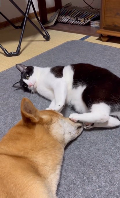 後ろ足を犬の顔に乗せる猫