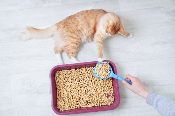 トイレのチップを触る猫