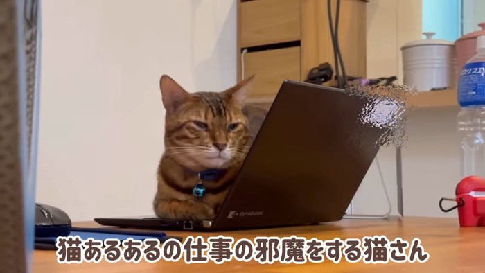 ノートパソコンに乗る猫