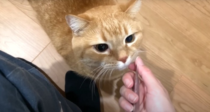 茶トラ