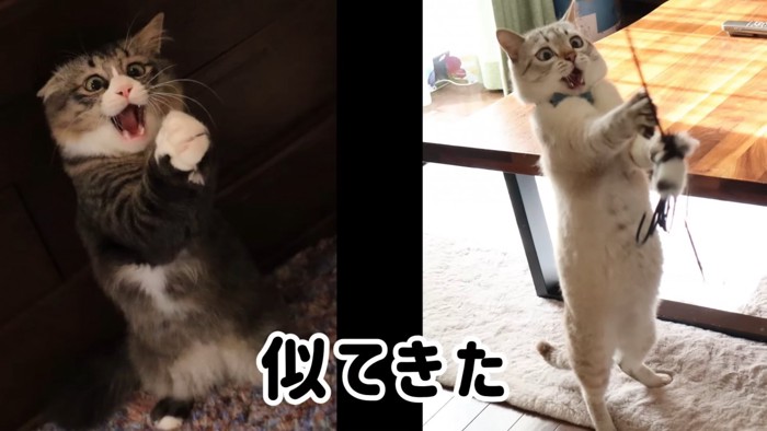 同じポーズの2匹の猫