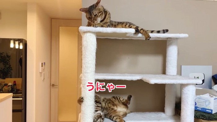 キャットタワーでゴロゴロする猫