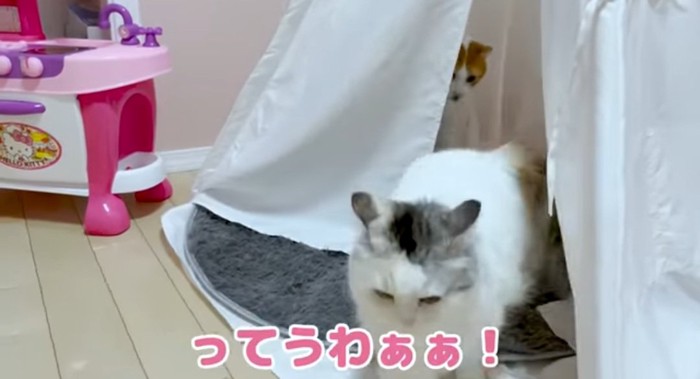 テントから出る猫