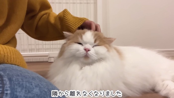 なでられる猫