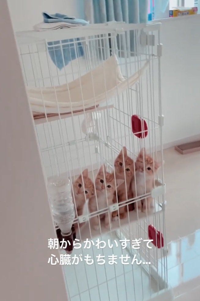 4匹の子猫