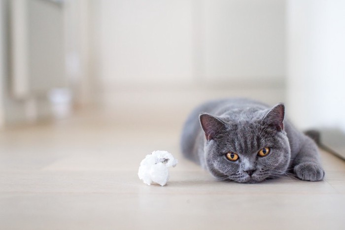 おもちゃの前で寝転がる猫