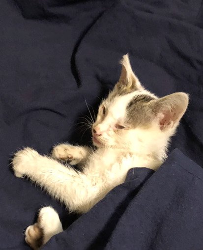 横になる子猫
