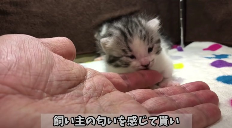 飼い主さんの匂いを嗅ぐ子猫