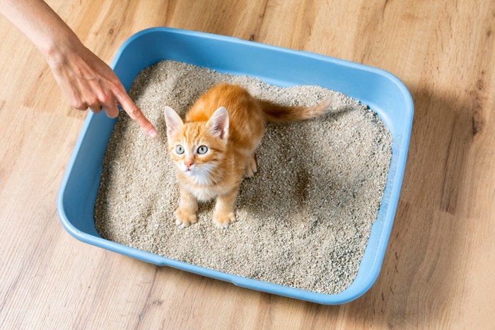 子猫のトイレのしつけ