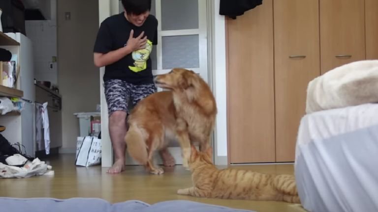 胸に手を当てる男性と座っている犬と猫