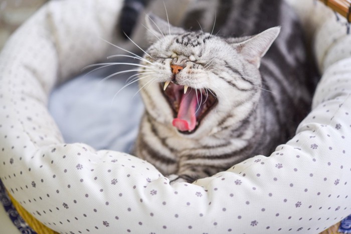 ベッドの中であくびをする猫
