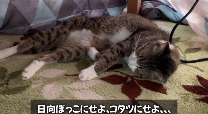 コタツの中の猫