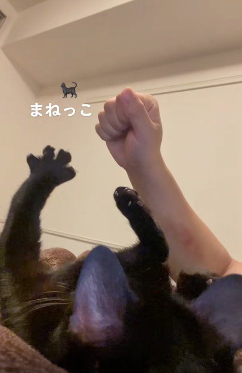 左前足をパーにしている猫とグーにした飼い主の手