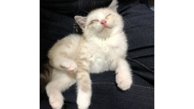 目を閉じている猫