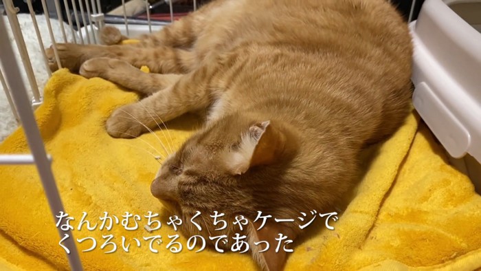 寝ている猫